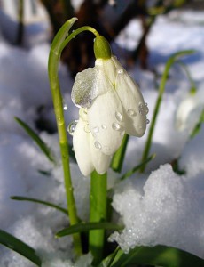 Подснежники: один день до весны